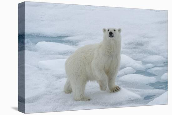 Female Polar bear (Ursus maritimus) walking on pack ice, Svalbard Archipelago, Barents Sea, Arctic,-G&M Therin-Weise-Premier Image Canvas