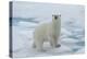 Female Polar bear (Ursus maritimus) walking on pack ice, Svalbard Archipelago, Barents Sea, Arctic,-G&M Therin-Weise-Premier Image Canvas