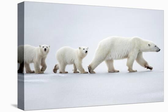 Female polar bear with two cubs walking across snow, Canada-Danny Green-Premier Image Canvas