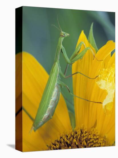 Female Praying Mantis with Egg Sac on Sunflower-Nancy Rotenberg-Premier Image Canvas