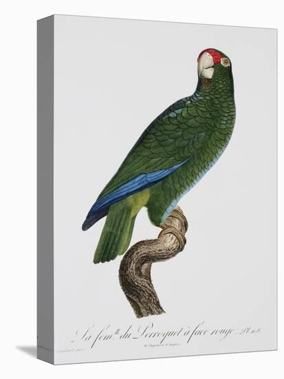 Female Puerto Rican Parrot-Jacques Barraband-Premier Image Canvas