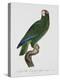 Female Puerto Rican Parrot-Jacques Barraband-Premier Image Canvas