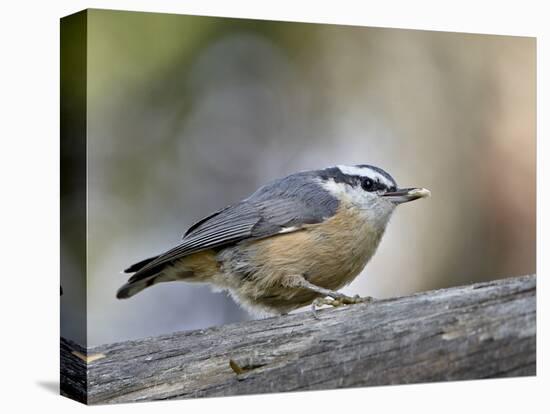 Female Red-Breasted Nuthatch (Sitta Canadensis), Wasilla, Alaska, USA-null-Premier Image Canvas
