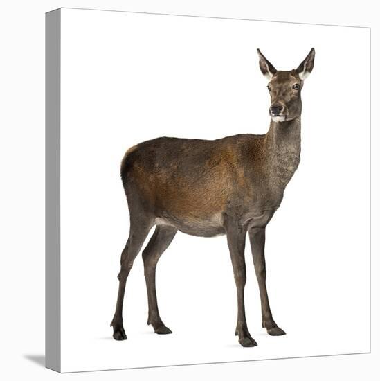 Female Red Deer in Front of a White Background-Life on White-Premier Image Canvas