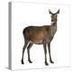 Female Red Deer in Front of a White Background-Life on White-Premier Image Canvas