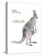 Female Red Kangaroo with Joey (Macropus Rufus), Marsupial, Mammals-Encyclopaedia Britannica-Stretched Canvas