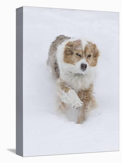 Female Red Merle Australian Shepherd Dog Running in Snow, Longmont, Colorado, USA-Carol Walker-Premier Image Canvas