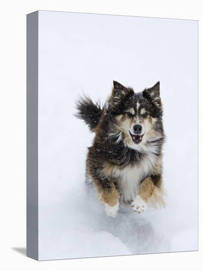 Female Red Tricolor Australian Shepherd Dog Running in Snow, Longmont, Colorado, USA-Carol Walker-Premier Image Canvas