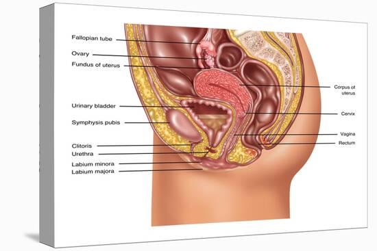 Female Reproductive Anatomy, Illustration-Gwen Shockey-Premier Image Canvas