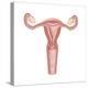 Female Reproductive Organs, Artwork-Henning Dalhoff-Premier Image Canvas