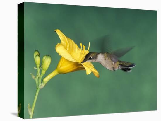 Female Ruby-Throated Hummingbird Feeding in Flight-Adam Jones-Premier Image Canvas