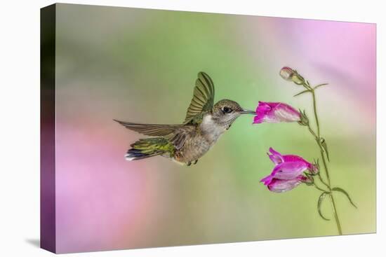 Female Ruby-throated hummingbird flying around flower, Louisville, Kentucky-Adam Jones-Premier Image Canvas