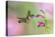 Female Ruby-throated hummingbird flying around flower, Louisville, Kentucky-Adam Jones-Premier Image Canvas