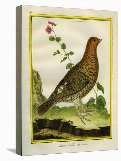 Female Ruffed Grouse-Georges-Louis Buffon-Premier Image Canvas