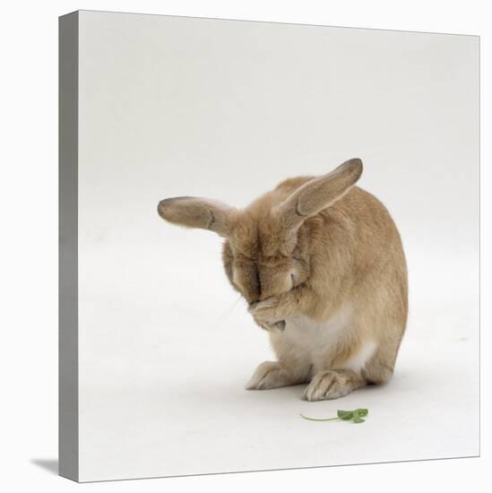 Female Sandy Lop-Eared Rabbit Grooming, Washing Her Face-Jane Burton-Premier Image Canvas