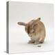 Female Sandy Lop-Eared Rabbit Grooming, Washing Her Face-Jane Burton-Premier Image Canvas