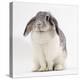 Female Silver and White French Lop-Eared Rabbit-Jane Burton-Premier Image Canvas