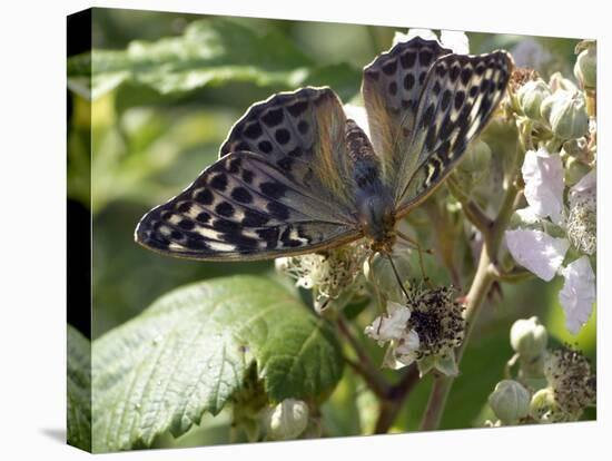 Female Silver-washed Fritillary Butterfly-Adrian Bicker-Premier Image Canvas