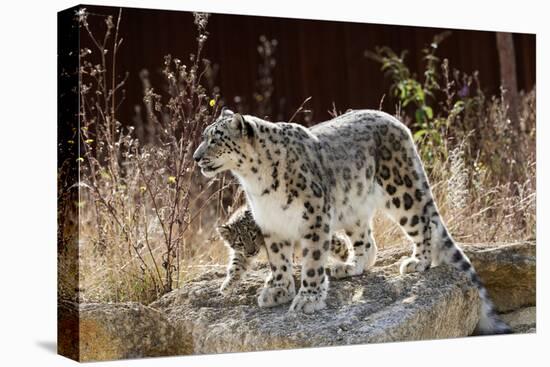 Female Snow leopard with her three month cub, France-Eric Baccega-Premier Image Canvas