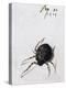 Female Spider, 1578-Joris Hoefnagel-Premier Image Canvas