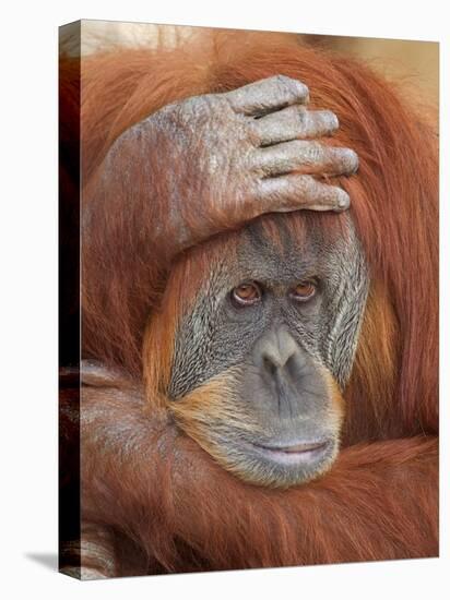 Female Sumatran Orangutan-Adam Jones-Premier Image Canvas