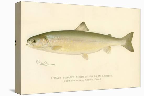 Female Sunapee Trout-null-Premier Image Canvas