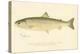 Female Sunapee Trout-null-Premier Image Canvas