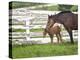 Female Thoroughbred and Foal, Donamire Horse Farm, Lexington, Kentucky-Adam Jones-Premier Image Canvas