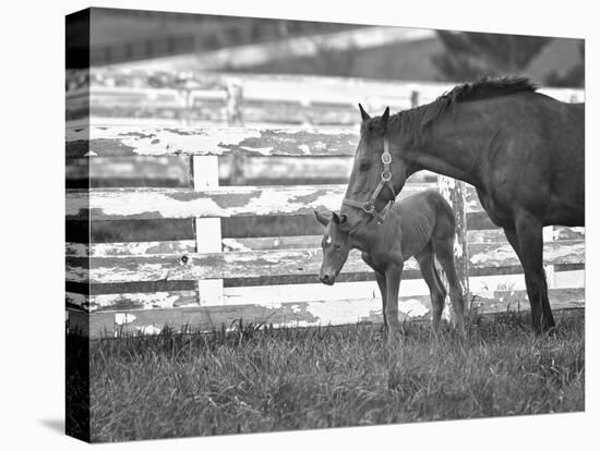 Female Thoroughbred and Foal, Donamire Horse Farm, Lexington, Kentucky-Adam Jones-Premier Image Canvas