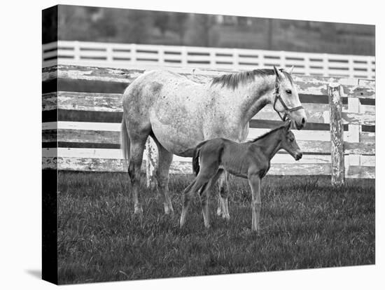 Female Thoroughbred and Foal, Donamire Horse Farm, Lexington, Kentucky-Adam Jones-Premier Image Canvas