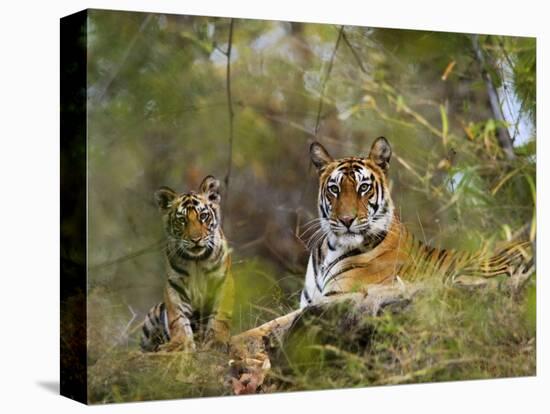 Female Tiger, with Four-Month-Old Cub, Bandhavgarh National Park, India-Tony Heald-Premier Image Canvas