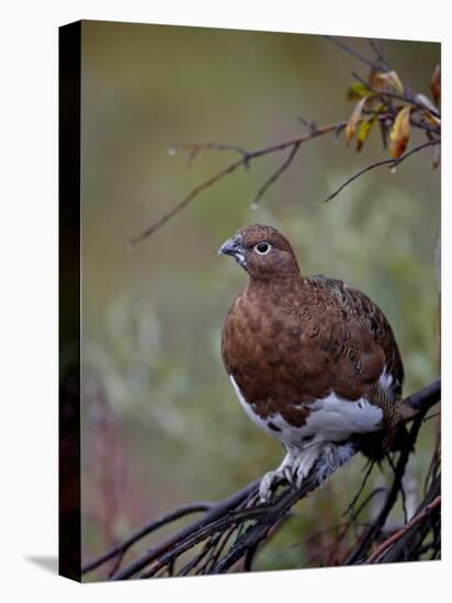 Female Willow Ptarmigan, Denali National Park and Preserve, Alaska, United States of America-James Hager-Premier Image Canvas