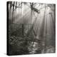 Fence, Parkland Woods 1985 From the Secret Forest Of Dean Series-Fay Godwin-Premier Image Canvas