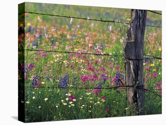 Fence Post and Wildflowers, Lytle, Texas, USA-Darrell Gulin-Premier Image Canvas