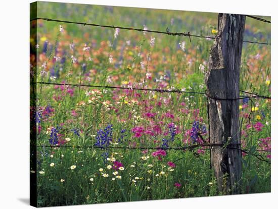 Fence Post and Wildflowers, Lytle, Texas, USA-Darrell Gulin-Premier Image Canvas