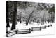 Fence, Trees and Snow-Doug Meek-Premier Image Canvas