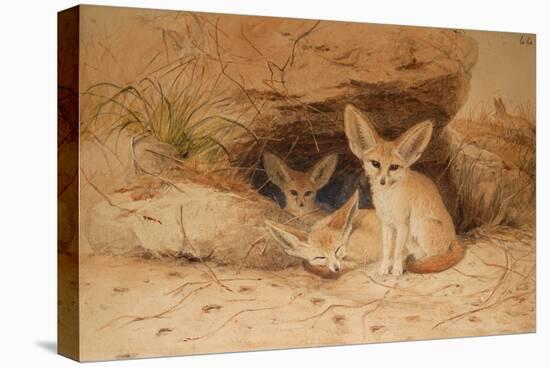 Fennec Fox - Canis Cerdo-Joseph Wolf-Premier Image Canvas