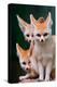 Fennec Foxes-Lantern Press-Stretched Canvas