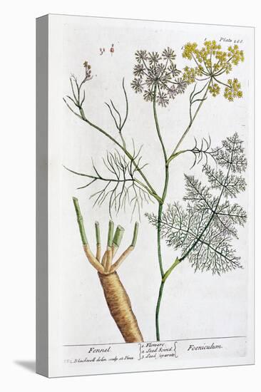 Fennel, 1782-Elizabeth Blackwell-Premier Image Canvas