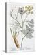 Fennel, 1782-Elizabeth Blackwell-Premier Image Canvas