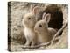 Feral Domestic Rabbit (Oryctolagus Cuniculus) Babies At Burrow-Yukihiro Fukuda-Premier Image Canvas