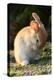 Feral Domestic Rabbit (Oryctolagus Cuniculus) Cleaning Its Face-Yukihiro Fukuda-Premier Image Canvas