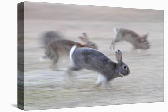 Feral Domestic Rabbit (Oryctolagus Cuniculus) Group Running From Bird Of Prey-Yukihiro Fukuda-Premier Image Canvas