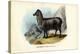 Feral Goat, 1863-79-Raimundo Petraroja-Premier Image Canvas