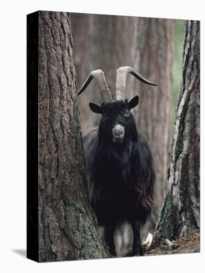 Feral Goat Male in Pinewood (Capra Hircus), Scotland-Niall Benvie-Premier Image Canvas