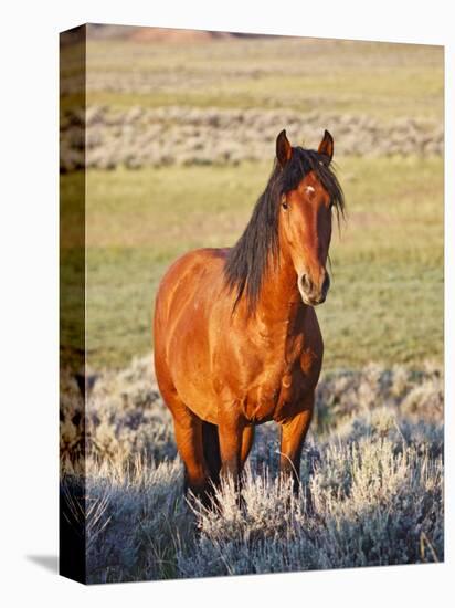 Feral Horse in the High Sagebrush Country East of Cody, Wyoming, USA-Larry Ditto-Premier Image Canvas