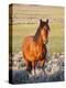 Feral Horse in the High Sagebrush Country East of Cody, Wyoming, USA-Larry Ditto-Premier Image Canvas