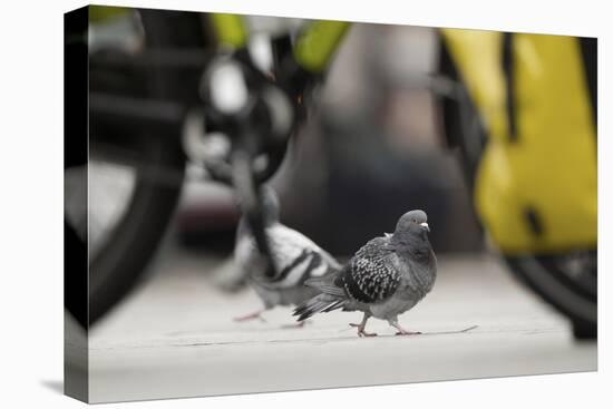 Feral Pigeon - Rock Dove (Columba Livia) on City Street Seen Through Bycicle Wheels. Sheffield, UK-Paul Hobson-Premier Image Canvas