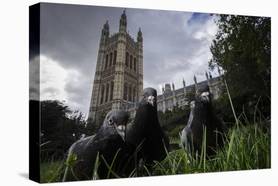 Feral Pigeons (Columba Livia) Outside the Houses of Parliament in Westminster. London, UK-Sam Hobson-Premier Image Canvas