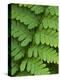 Fern Frond-Clive Nichols-Premier Image Canvas